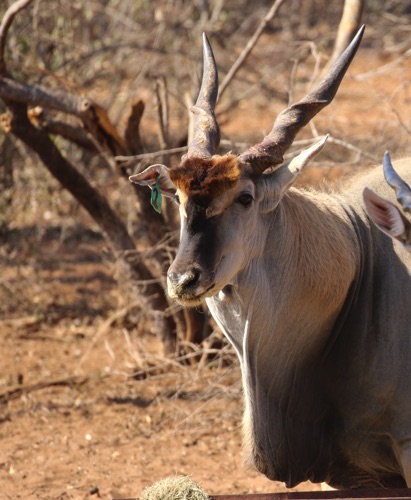 Eland bul 2.JPG